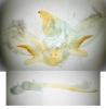 Sphinx maurorum